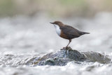 DIPPER APRIL 2018