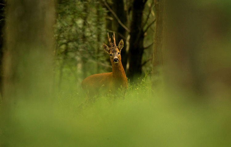 ROE BUCK JULY 2019