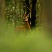 ROE BUCK JULY 2019