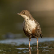 DIPPER JULY 2019