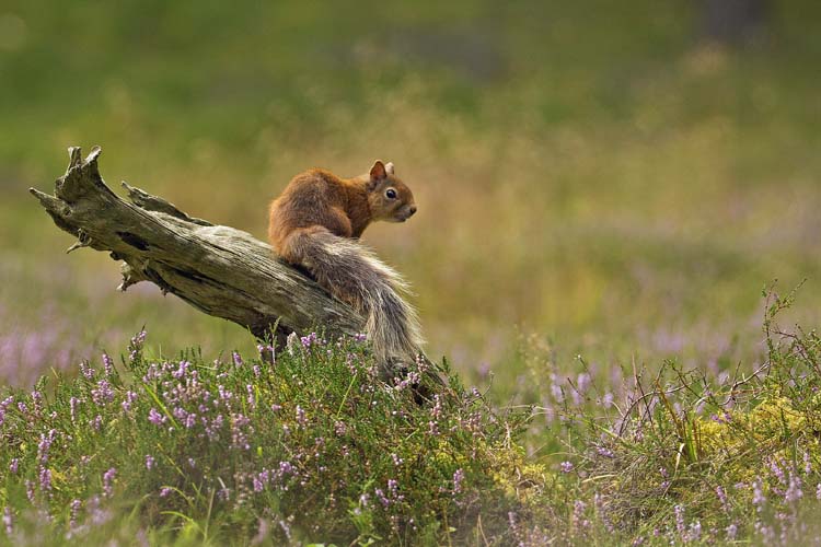 RED SQUIRREL AUGUST 2016