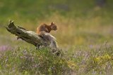 RED SQUIRREL AUGUST 2016