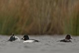 Goldeneye