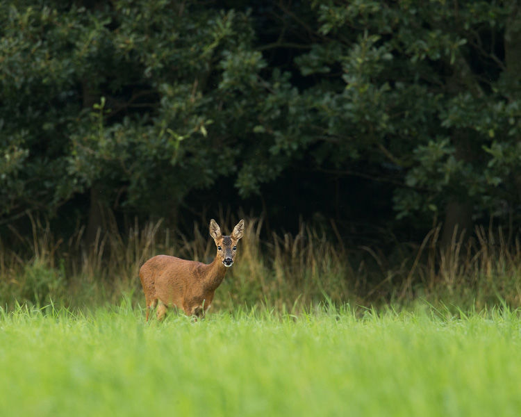 ROE DEER JULY 2019