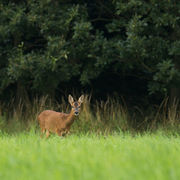 ROE DEER JULY 2019