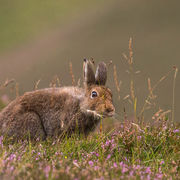 MOUNTAIN HARE AUGUST 2019