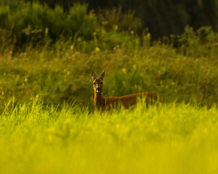 ROE DEER JULY 2019