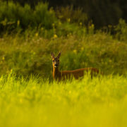 ROE DEER JULY 2019