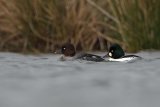 Goldeneye