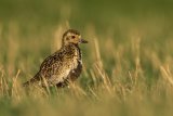 GOLDEN PLOVER APRIL 2018