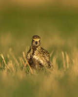 GOLDEN PLOVER APRIL 2018