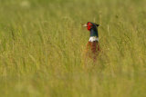 COCK PHEASANT MAY 2017