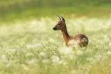 ROE DEER MAY 2017
