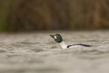Goldeneye
