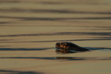OTTER JUNE 2018