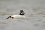 Goldeneye