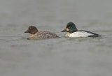 Goldeneye