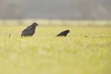 BUZZARD FEBRUARY 2016