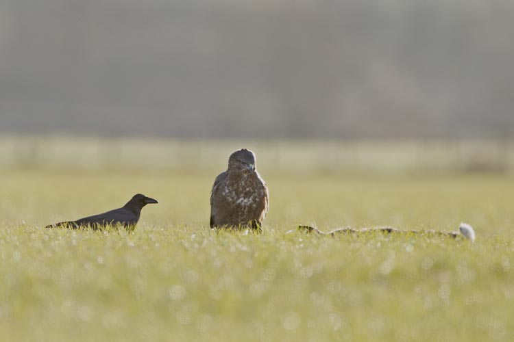 BUZZARD FEBRUARY 2016