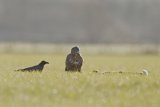 BUZZARD FEBRUARY 2016