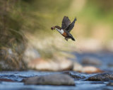 DIPPER MAY 2018