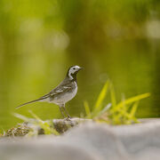 PIED WAGTAIL MAY 2020