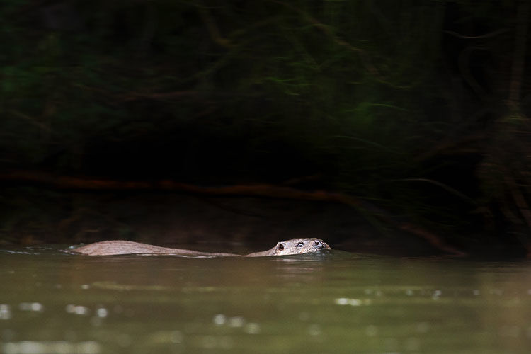 OTTER OCTOBER 2019