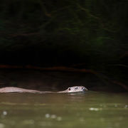 OTTER OCTOBER 2019