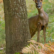 ROE DEER NOVEMBER 2019
