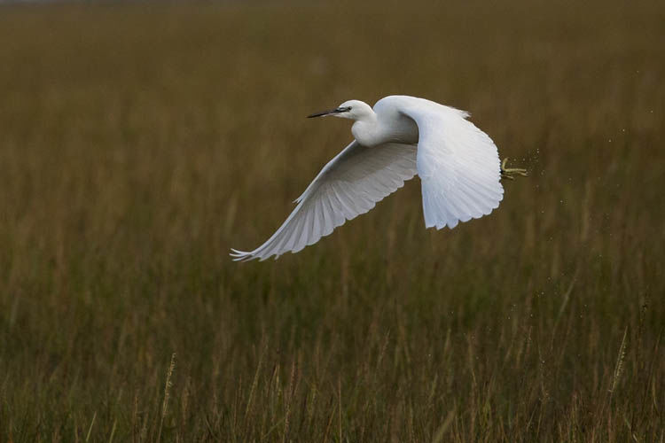 LITTLE EGRET NOVEMBER 2019