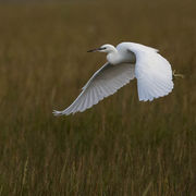 LITTLE EGRET NOVEMBER 2019