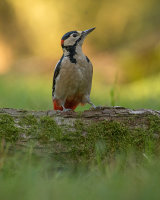 G.S. WOODPECKER