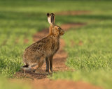 BROWN HARE MAY 2018