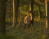 ROE DEER SEPTEMBER 2018