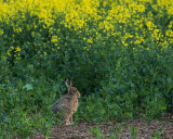 BROWN HARE MAY 2018
