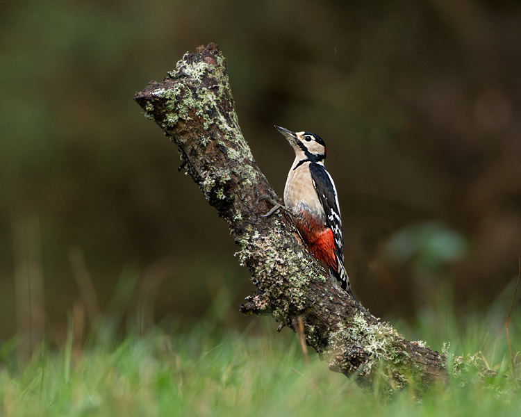 GREATER SPOTTED WOODPECKER OCTOBER 2018