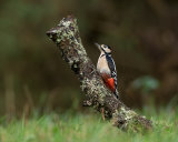 GREATER SPOTTED WOODPECKER OCTOBER 2018