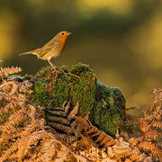 ROBIN NOVEMBER 2019