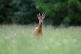 ROE BUCK JUNE 2017