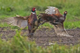 COCK PHEASANTS FEBRUARY 2017