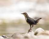 YOUNG DIPPER MAY 2018