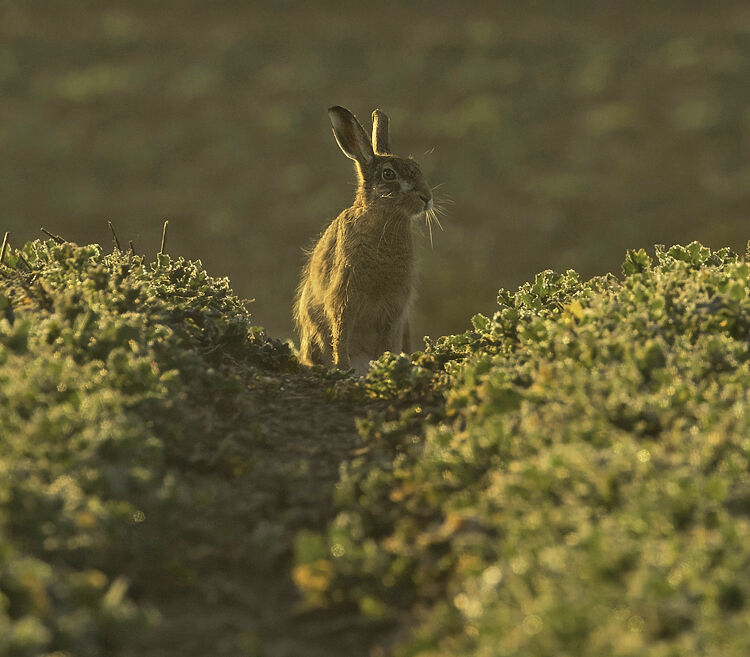 BROWN HARE FEBRUARY 2021