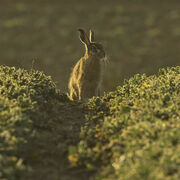 BROWN HARE FEBRUARY 2021