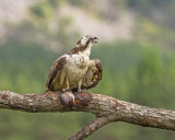 Osprey feeding