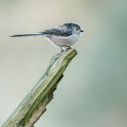 LONG TAILED TIT DECEMBER 2019