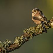 LONG TAILED TIT DECEMBER 2019