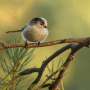 LONG TAILED TIT JANUARY 2020