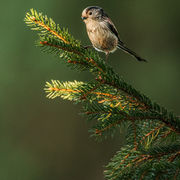 LONG TAILED TIT DECEMBER 2019