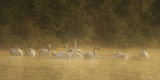 MUTE SWANS
