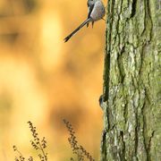 LONG TAILED TIT DECEMBER 2019